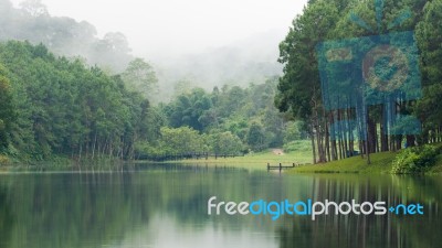 Nature Landscape At Morning Of Lakes And Pine Forests Stock Photo