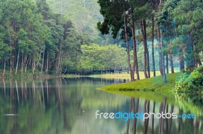 Nature Landscape At Morning Of Lakes And Pine Forests Stock Photo