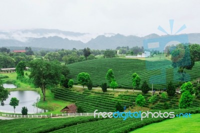 Nature On Tea Farm Stock Photo