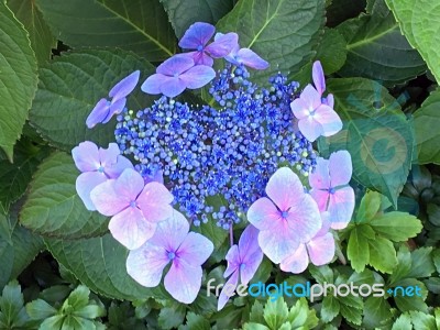 Nature,flowers Stock Photo