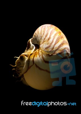 Nautilus Stock Photo