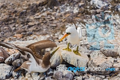 Nazca Booby In Galapagos Stock Photo