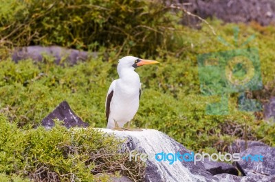 Nazca Booby In Galapagos Stock Photo