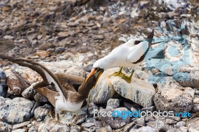 Nazca Booby In Galapagos Stock Photo