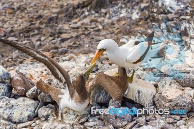 Nazca Booby In Galapagos Stock Photo