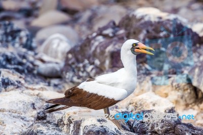 Nazca Booby In Galapagos Stock Photo