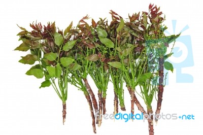 Neem Leaves Herb Stock Photo