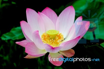 Nelumbo Lotus Stock Photo