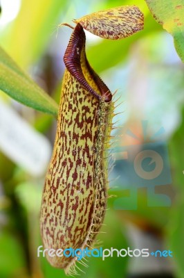 Nepenthes Plant Stock Photo