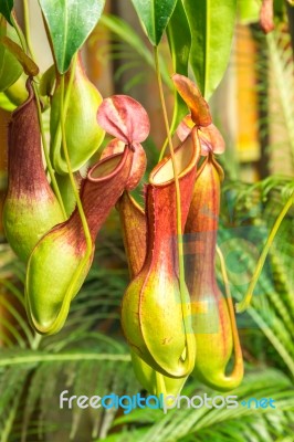 Nepenthes  Ventrata, A Carnivorous Plant Stock Photo