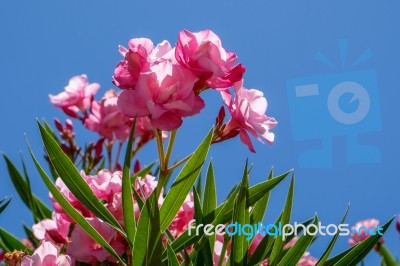 Nerium Oleander Double Pink Cultivar Stock Photo