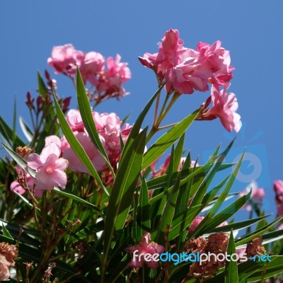 Nerium Oleander Double Pink Cultivar Stock Photo