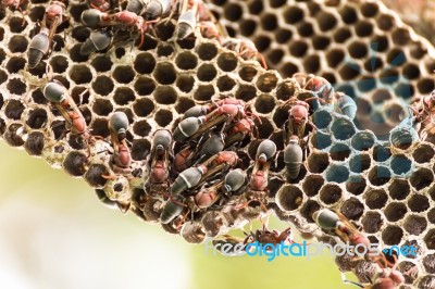 Nest Of Hornet Stock Photo