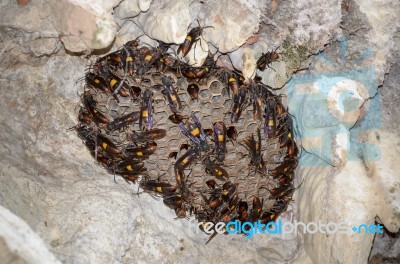 Nest Of Lesser Banded Hornet (vespa Affinis) Stock Photo