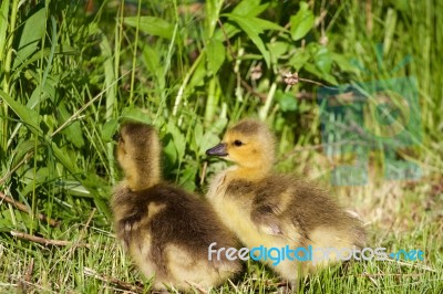 Nestlings Of The Cackling Geese Stock Photo