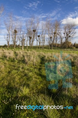 Nests Of White Storks Stock Photo