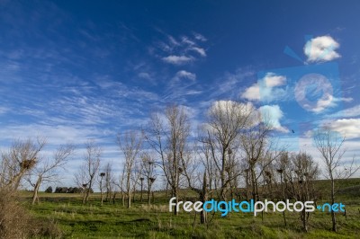 Nests Of White Storks Stock Photo