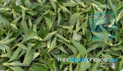 Nettle Tips Stock Photo