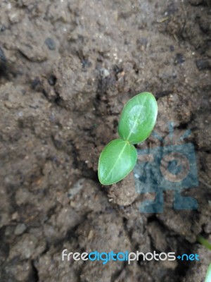 New Born Plant Stock Photo