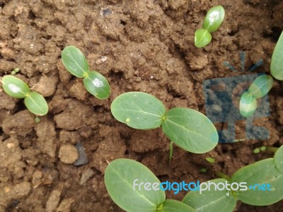 New Born Plants Stock Photo