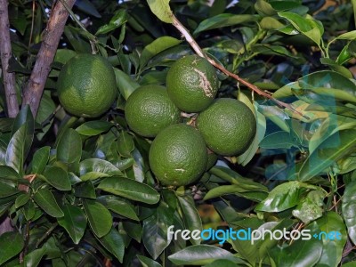 New Citrus Crop Stock Photo