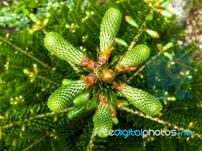 New Cone On A Fir Tree Stock Photo