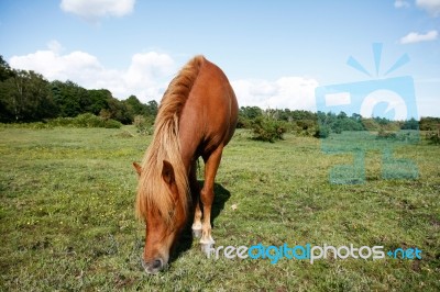 New Forest Pony Stock Photo