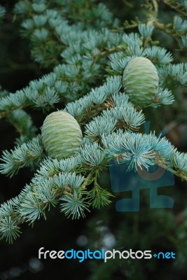 New Pine Cones Stock Photo