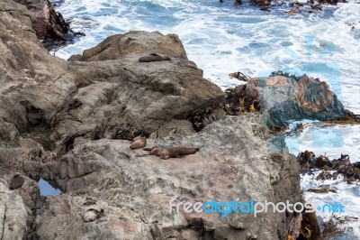 New Zealand Fur Seal (arctocephalus Forsteri) Stock Photo