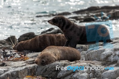 New Zealand Fur Seal (arctocephalus Forsteri) Stock Photo