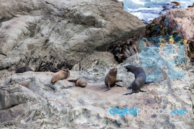 New Zealand Fur Seal (arctocephalus Forsteri) Stock Photo