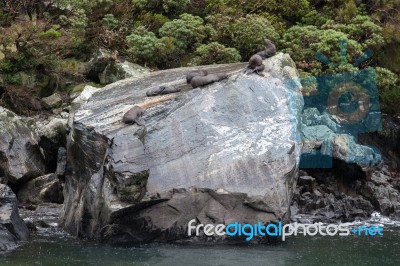 New Zealand Fur Seal (arctocephalus Forsteri) Stock Photo