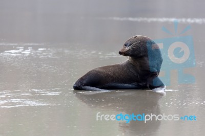 New Zealand Fur Seal (arctocephalus Forsteri) Stock Photo