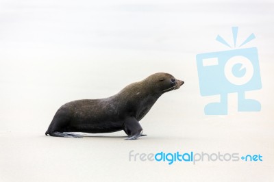 New Zealand Fur Seal (arctocephalus Forsteri) Stock Photo