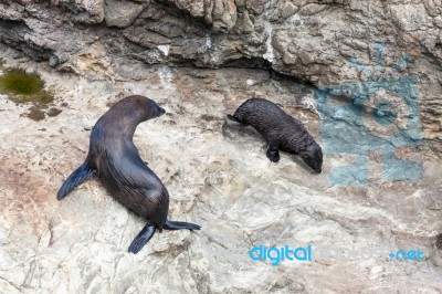 New Zealand Fur Seal (arctocephalus Forsteri) And Pup Stock Photo