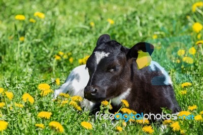 Newborn Calf Lying In Green Meadow With Yellow Dandelions Stock Photo