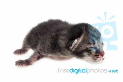 Newborn Kitten Isolated Stock Photo