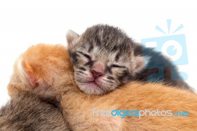 Newborn Kittens Isolated Stock Photo