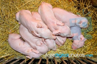 Newborn Piglets Sleeping Stock Photo