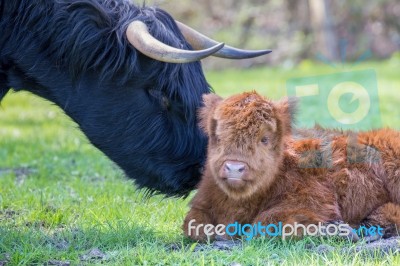 Newborn Scottish Highlander Calf With Mother Cow Stock Photo