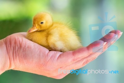 Newborn Yellow Duckling Sitting On Hand Stock Photo