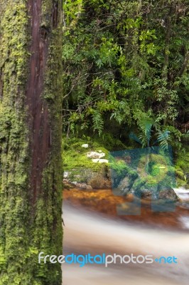 Newell Creek In Tasmania Stock Photo