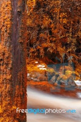 Newell Creek In Tasmania Stock Photo