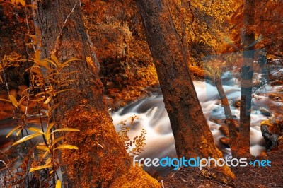 Newell Creek In Tasmania Stock Photo