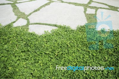 Nice Fresh Green Bush Leaves Stock Photo