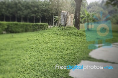 Nice Fresh Green Bush Leaves Stock Photo