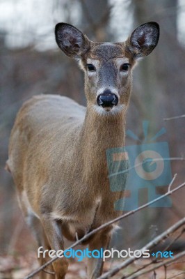 Nice Image With A Wild Deer Stock Photo