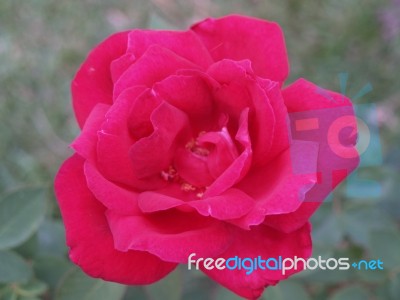 Nice Rose Stock Photo