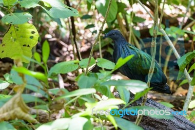 Nicobar Pigeon (caloenas Nicobarica) Stock Photo