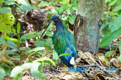 Nicobar Pigeon (caloenas Nicobarica) Stock Photo